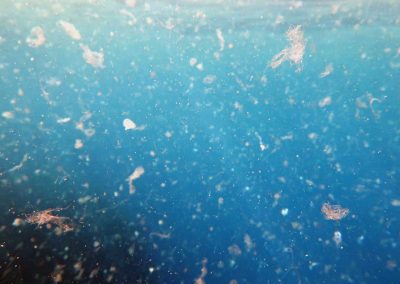 Pollution of Our Oceans With Microplastics Might Be a Bigger Problem than We Thought