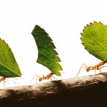 Cultivating Human Farming Practices and Wisdom From Ants
