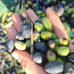 Climate Change and Olive Oil
