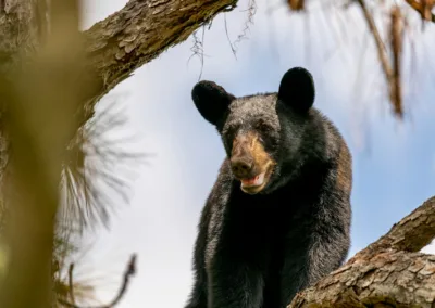 The Florida Man Legislature Is in Session and Even the Bears Are Worried
