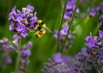 How “Rewilding” the Landscape Can Help Farms and Pollinators Survive the Stress of Climate Change