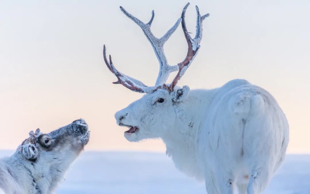 Insurance Giant Chubb Refuses to Underwrite Drilling in Alaska’s Arctic National Wildlife Refuge