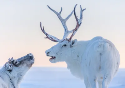 Insurance Giant Chubb Refuses to Underwrite Drilling in Alaska’s Arctic National Wildlife Refuge