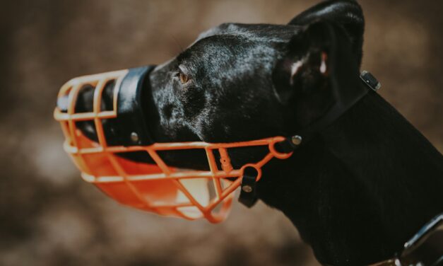 Florida’s Legislature Proposes to Muzzle Ethics Watchdogs in the State