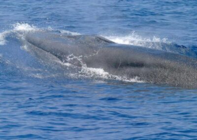 Matt Gaetz Wants Congress to Approve Killing a Rare Endangered Whale