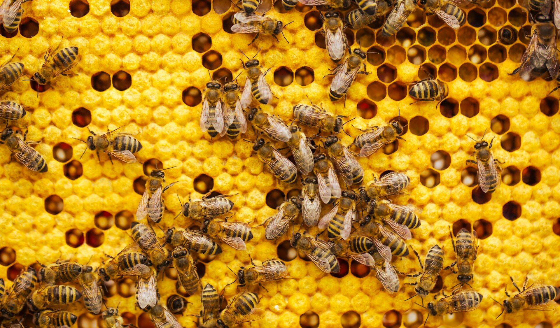 The Danger of Shutting Down Federal Bee Labs - Factkeepers.com