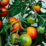 Inflation Data: The Perfect Storm of Factors Driving up US Produce Prices