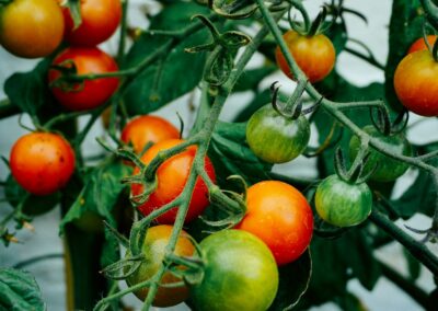 Inflation Data: The Perfect Storm of Factors Driving up US Produce Prices