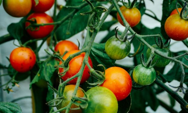 Inflation Data: The Perfect Storm of Factors Driving up US Produce Prices