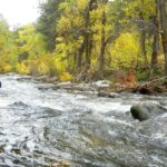 Fossils Reveal Ancient Forests Took 100,000 Years to Recover From the Last Global Warming Period