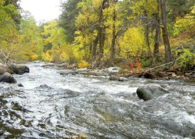 Fossils Reveal Ancient Forests Took 100,000 Years to Recover From the Last Global Warming Period