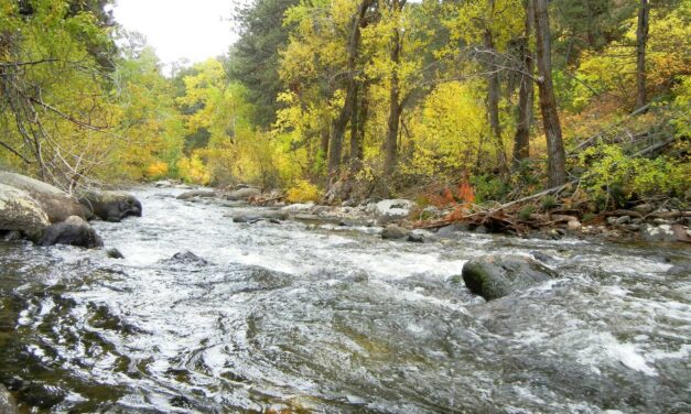 Fossils Reveal Ancient Forests Took 100,000 Years to Recover From the Last Global Warming Period