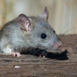 Trump’s Election Plot Is Taking Shape—Never Underestimate a Cornered Sewer Rat