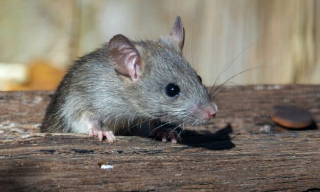 Trump’s Election Plot Is Taking Shape—Never Underestimate a Cornered Sewer Rat
