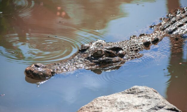 Israeli Security Minister Plans a Moat for Palestinian Prisoners With Crocodiles as Guards