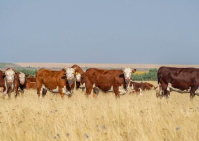 What Is Pyrograzing and Why Isn’t It Used on Public Lands More Often?