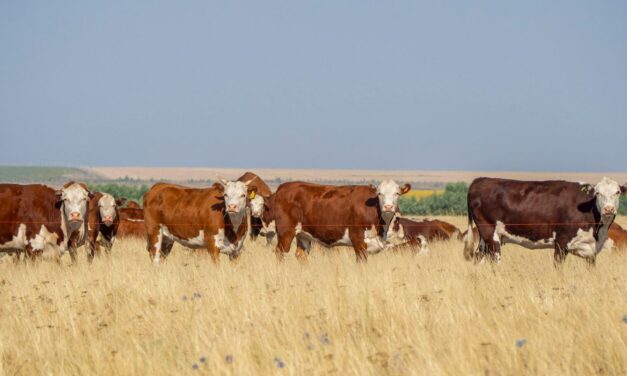 What Is Pyrograzing and Why Isn’t It Used on Public Lands More Often?