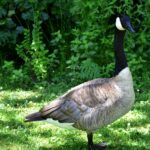 Allowing a 5-Year Old to Collect Goose Feathers and Walk Home Alone Got an Ohio Mother Added to a Child Abuse Registry.