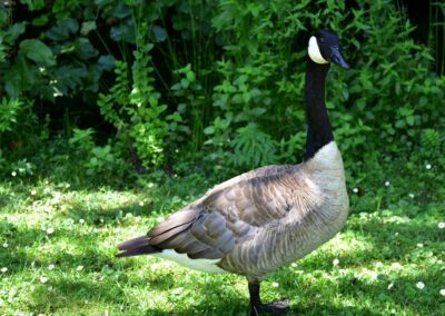 Allowing a 5-Year Old to Collect Goose Feathers and Walk Home Alone Got an Ohio Mother Added to a Child Abuse Registry.