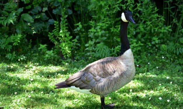 Allowing a 5-Year Old to Collect Goose Feathers and Walk Home Alone Got an Ohio Mother Added to a Child Abuse Registry.